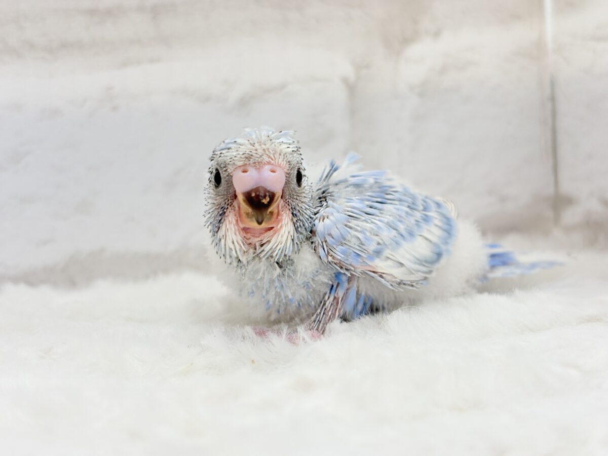 おめめパッチリ♡頭に注目🐣🌀梵天セキセイインコ(スパングル) ヒナ 梵天セキセイインコ