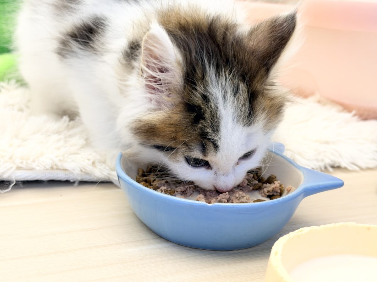 ご飯ガツガツ食いしん坊くん💙サイベリアンの男の子入荷しました❤️ サイベリアン