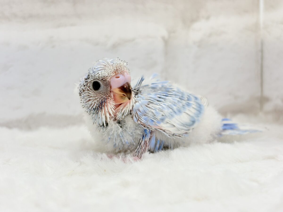 梵天セキセイインコ
