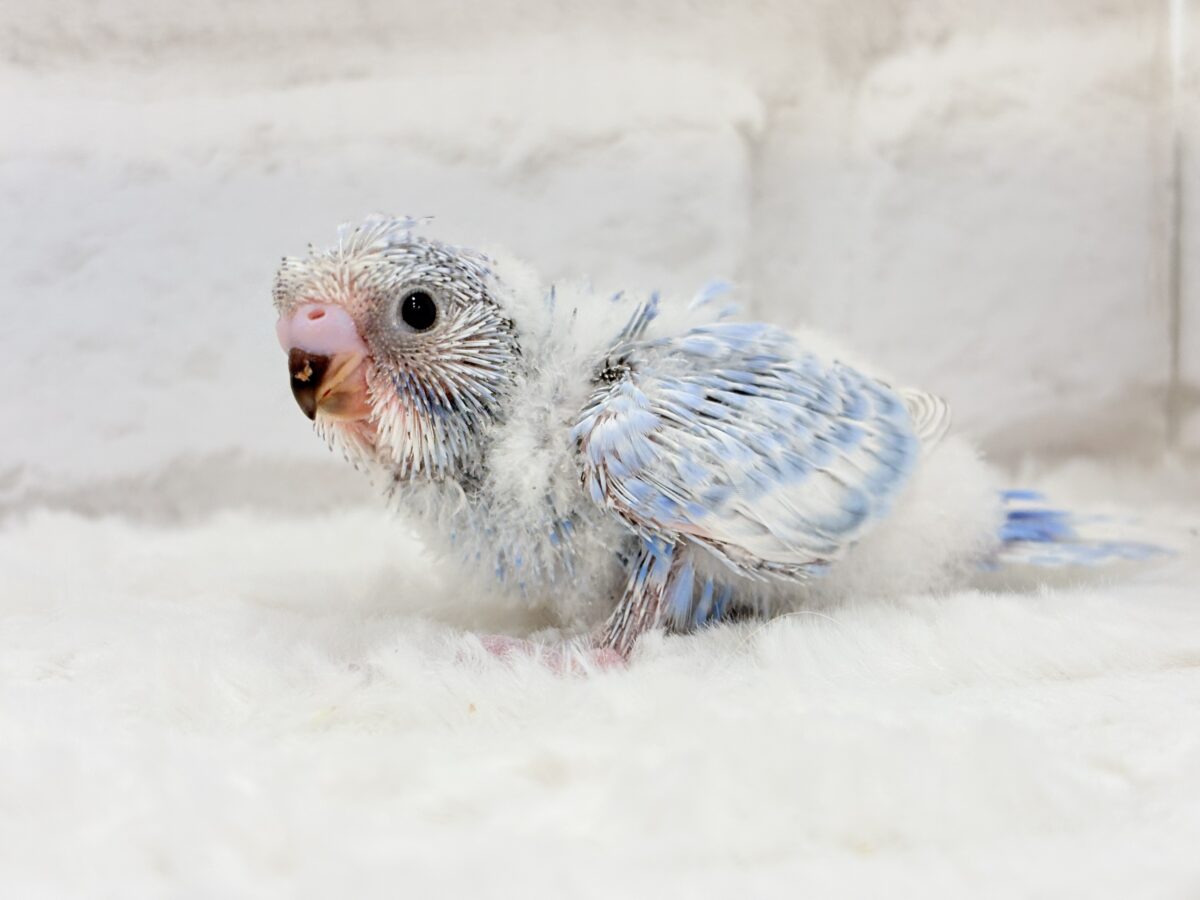 おめめパッチリ♡頭に注目🐣🌀梵天セキセイインコ(スパングル) ヒナ 梵天セキセイインコ
