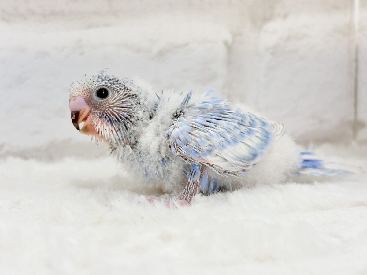 おめめパッチリ♡頭に注目🐣🌀梵天セキセイインコ(スパングル) ヒナ 梵天セキセイインコ