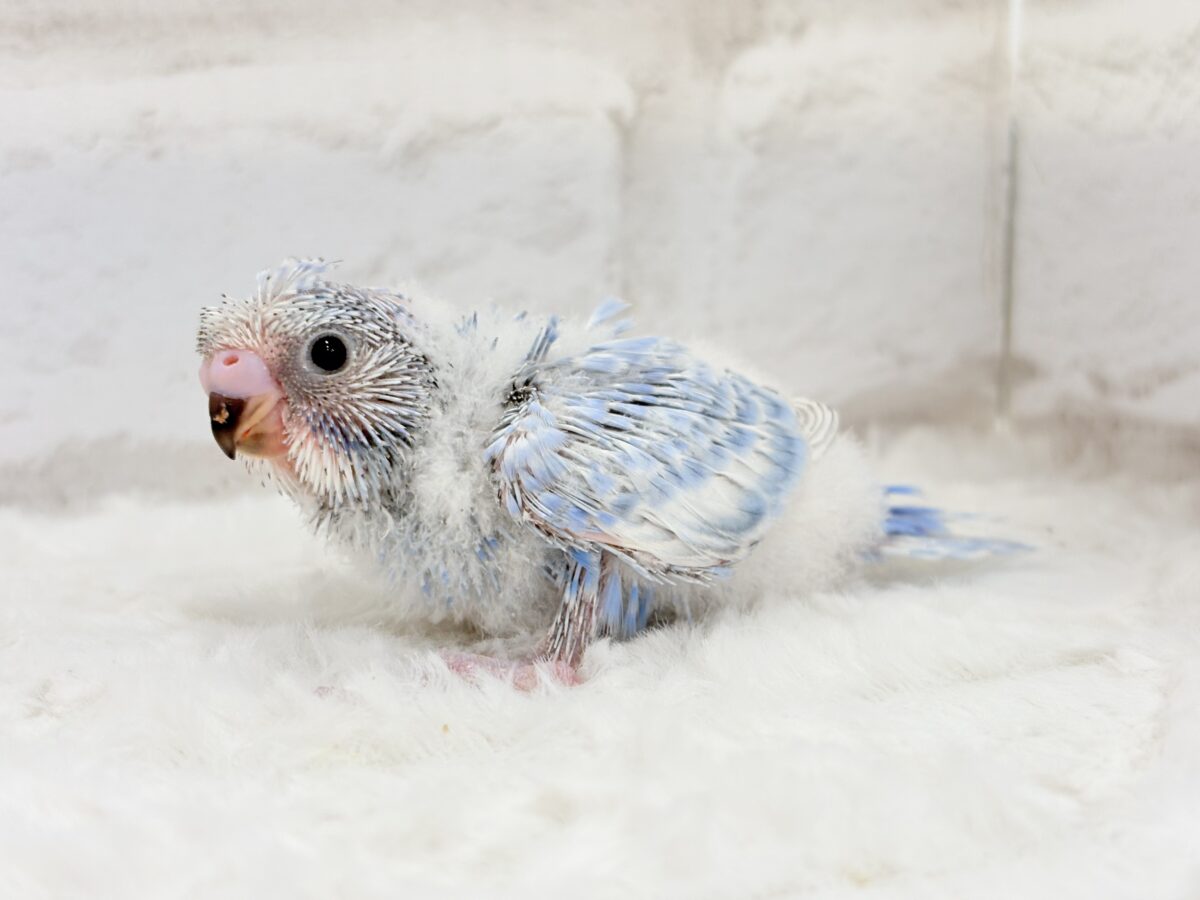 梵天セキセイインコ