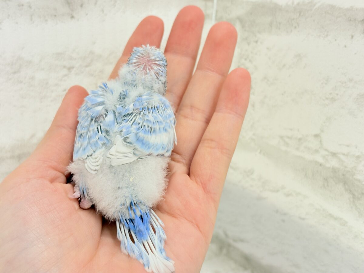 梵天セキセイインコ