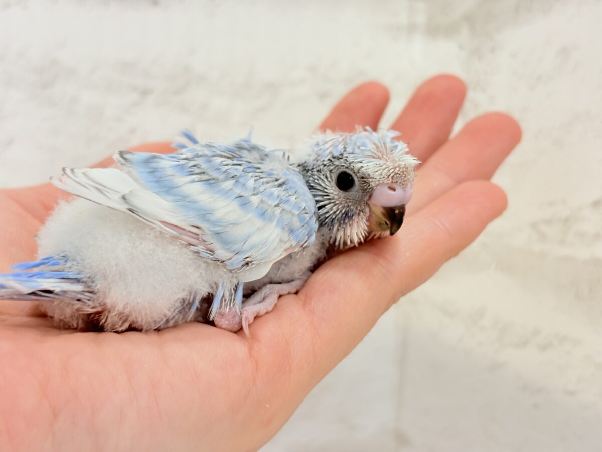 梵天セキセイインコ