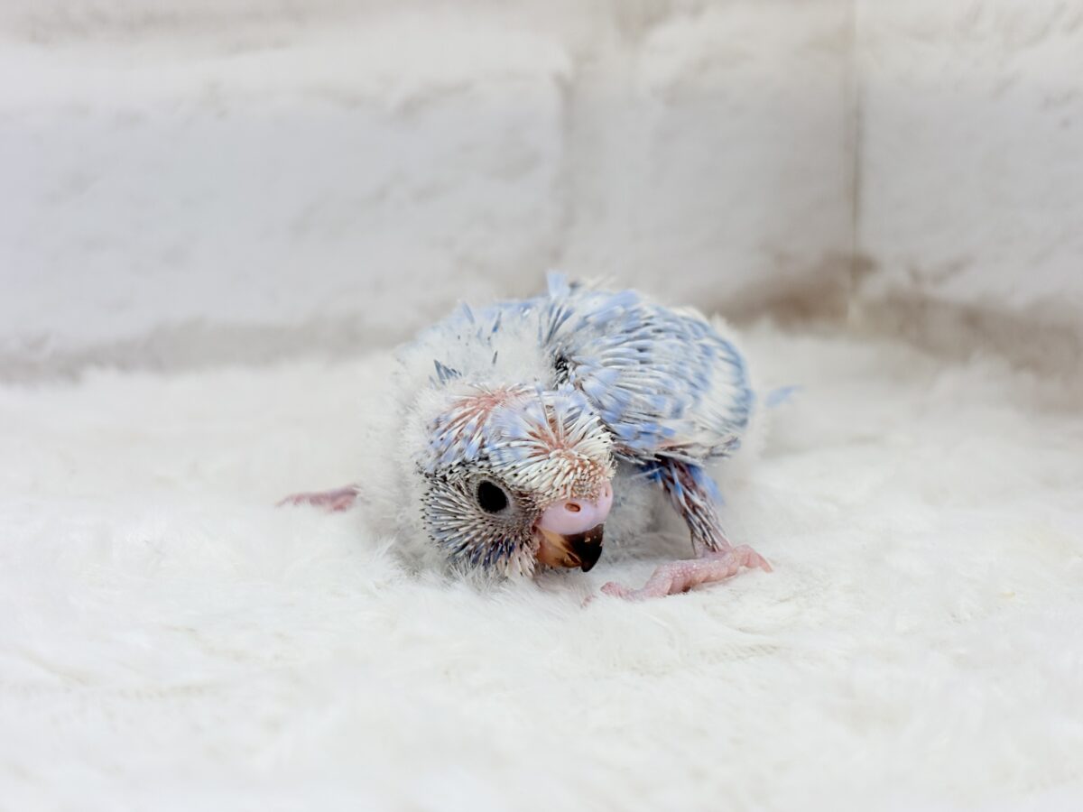 梵天セキセイインコ