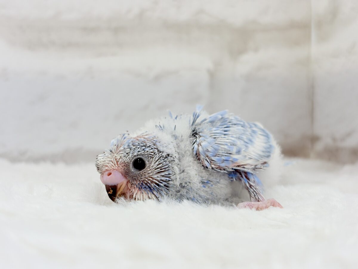 おめめパッチリ♡頭に注目🐣🌀梵天セキセイインコ(スパングル) ヒナ 梵天セキセイインコ