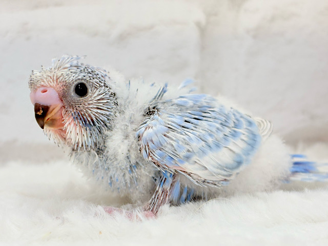 おめめパッチリ♡頭に注目🐣🌀梵天セキセイインコ(スパングル) ヒナ おめめパッチリ♡頭に注目🐣🌀梵天セキセイインコ(スパングル) ヒナ