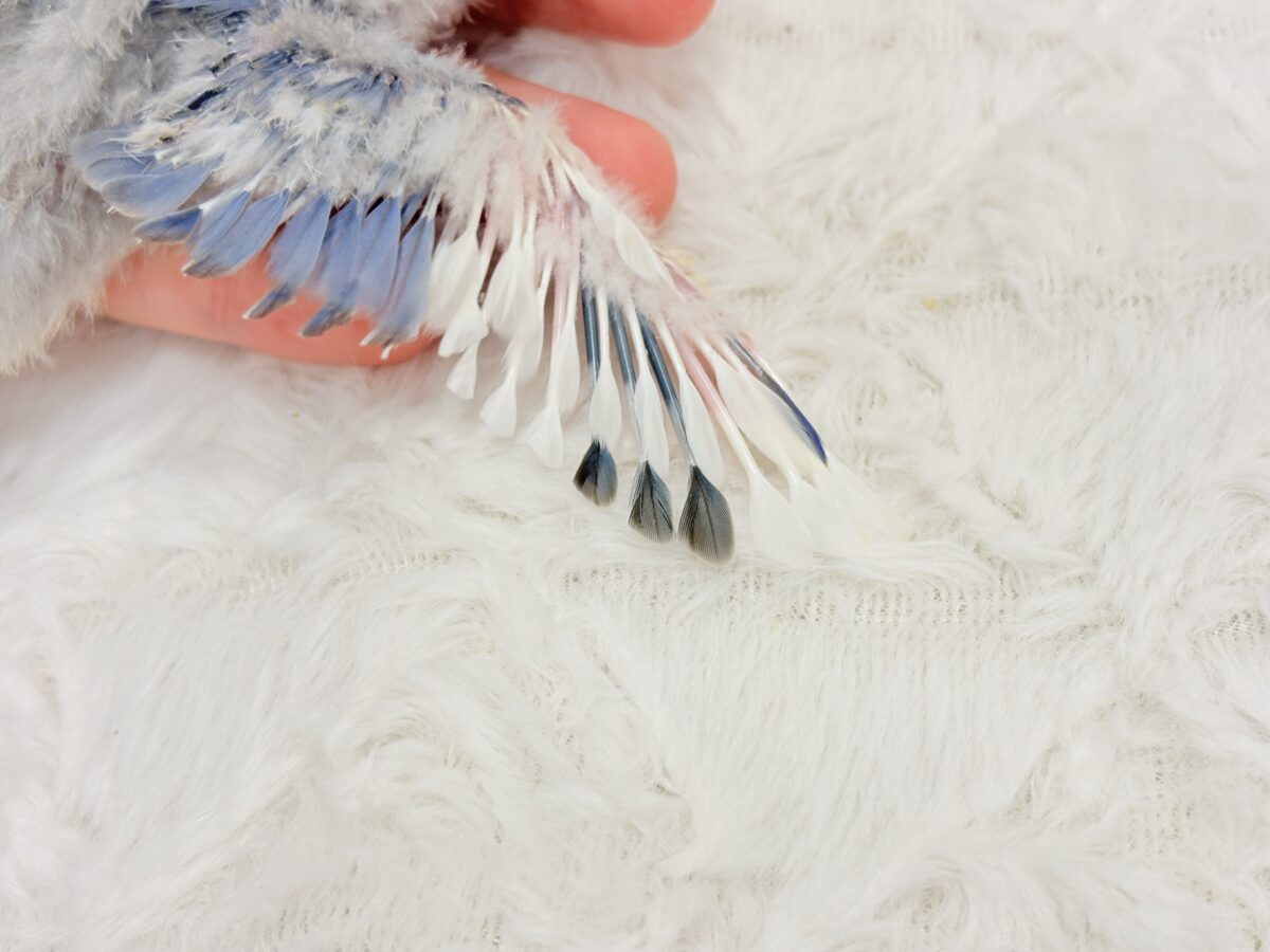 コザクラインコ（小桜インコ）