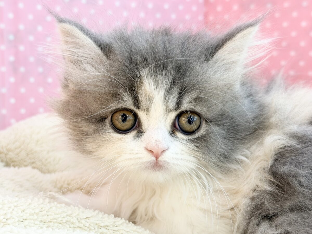 まん丸もふもふ癒し顔〜︎🐱💕︎ミヌエットの女の子入荷しました❤️