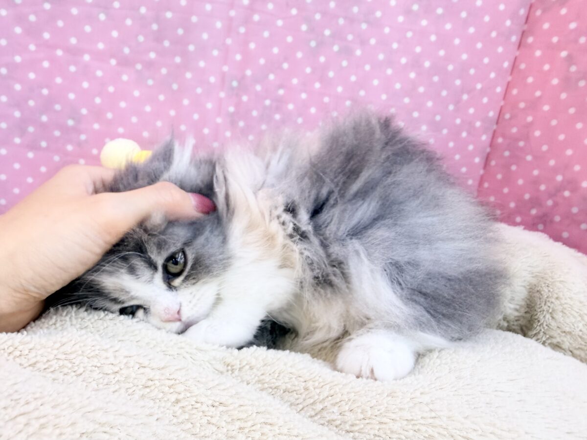 まん丸もふもふ癒し顔〜︎🐱💕︎ミヌエットの女の子入荷しました❤️ ミヌエット