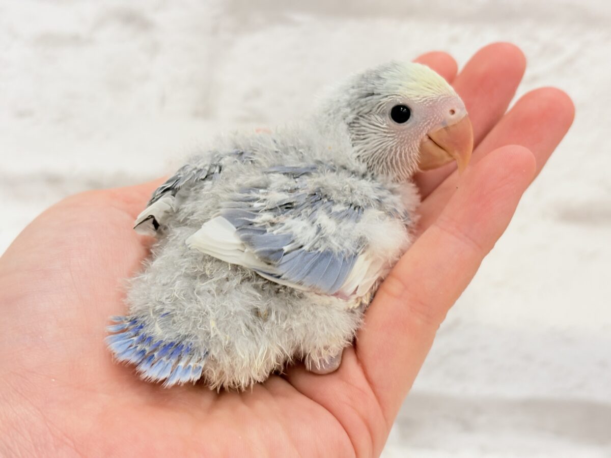 コザクラインコ（小桜インコ）