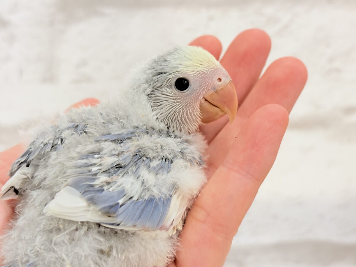 コザクラインコ（小桜インコ）
