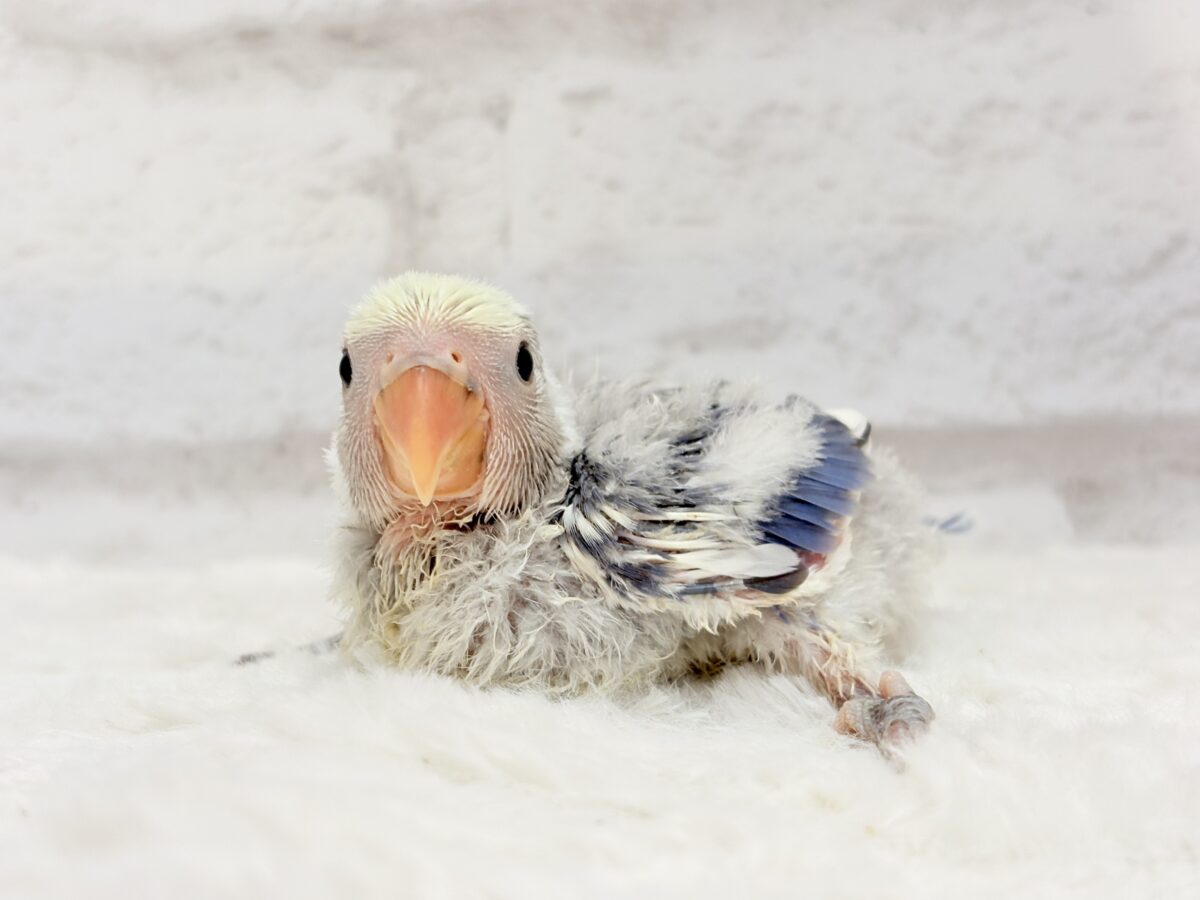 コザクラインコ（小桜インコ）