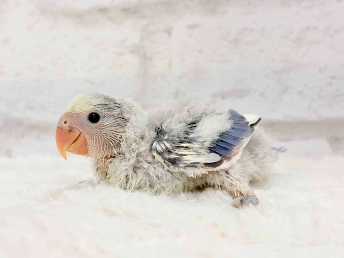 コザクラインコ（小桜インコ）