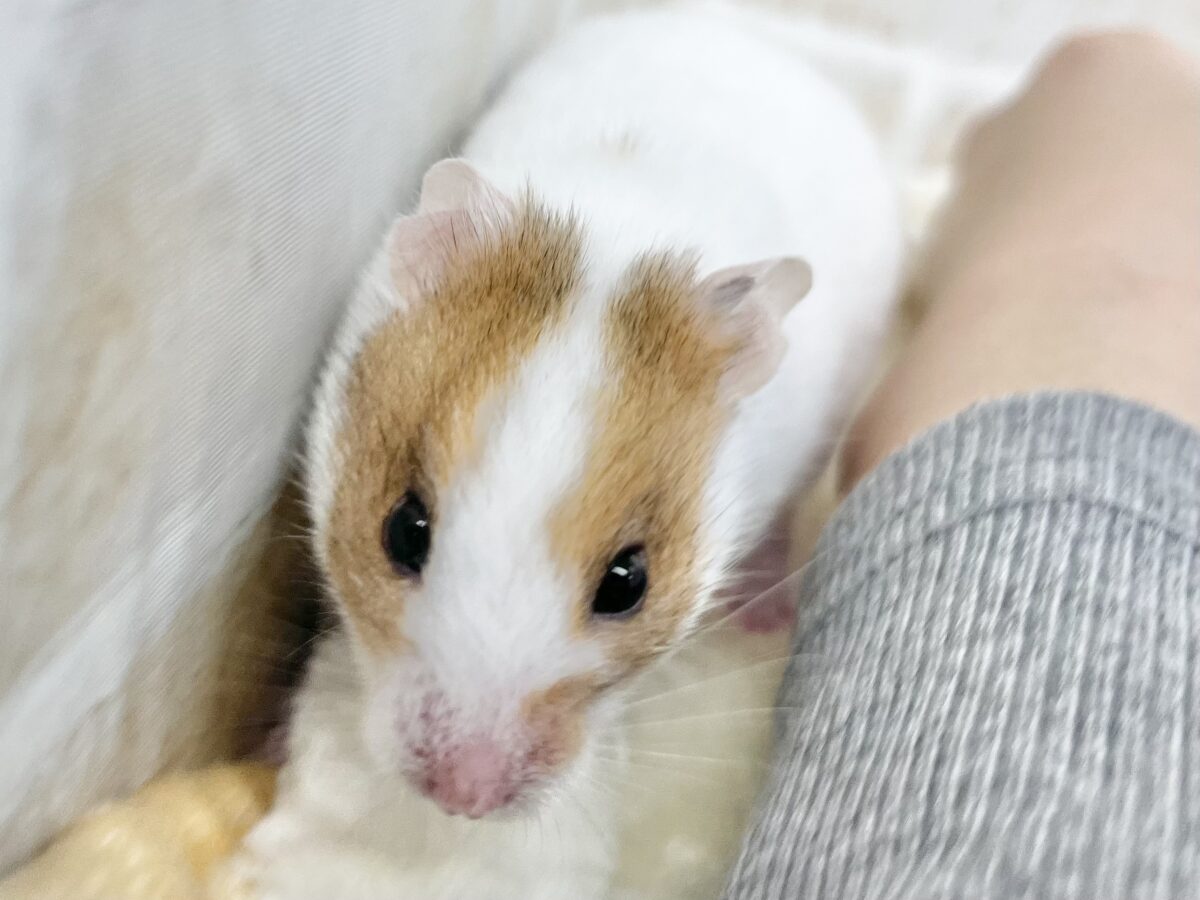 ゴールデンハムスター