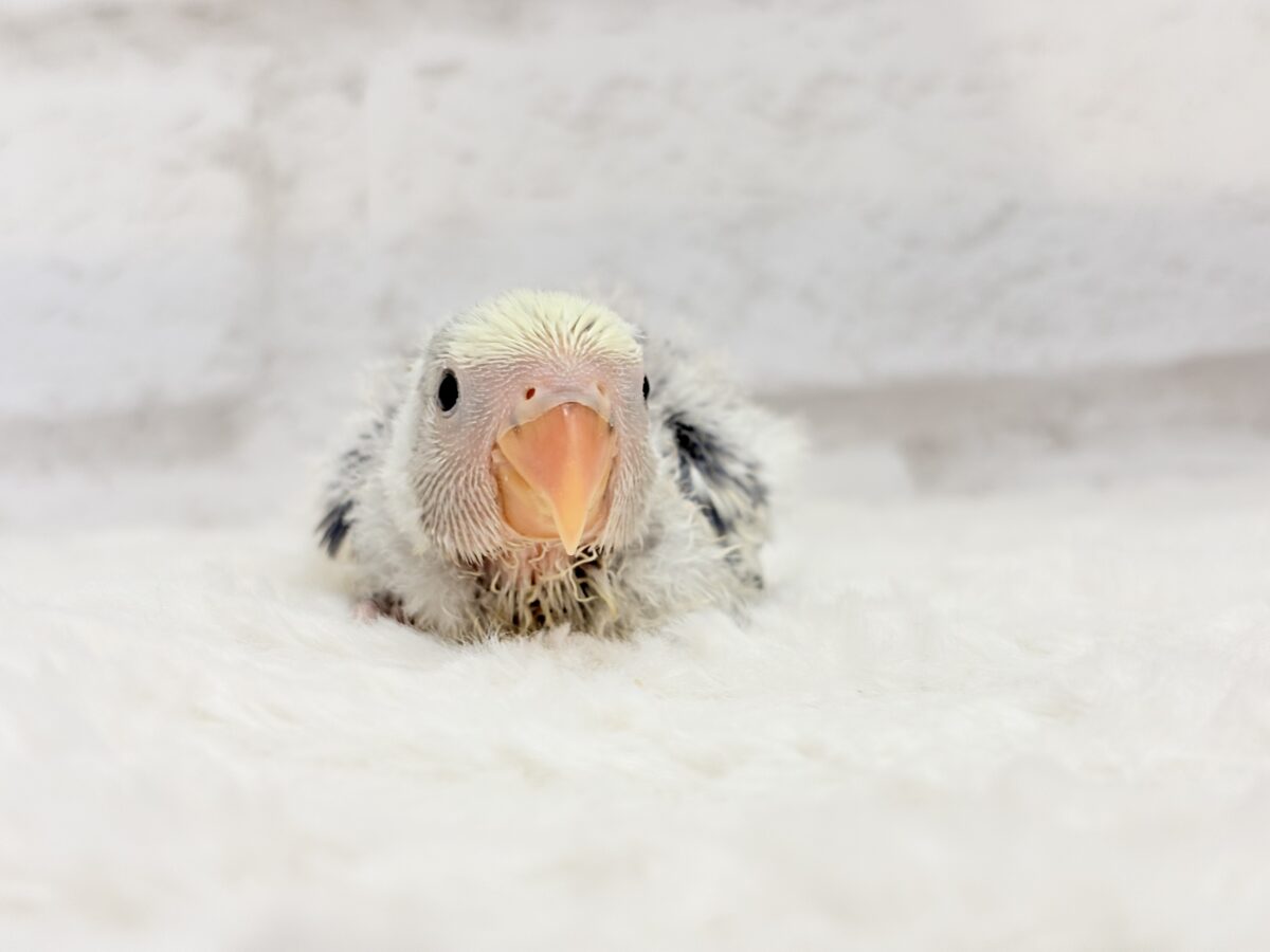 コザクラインコ（小桜インコ）