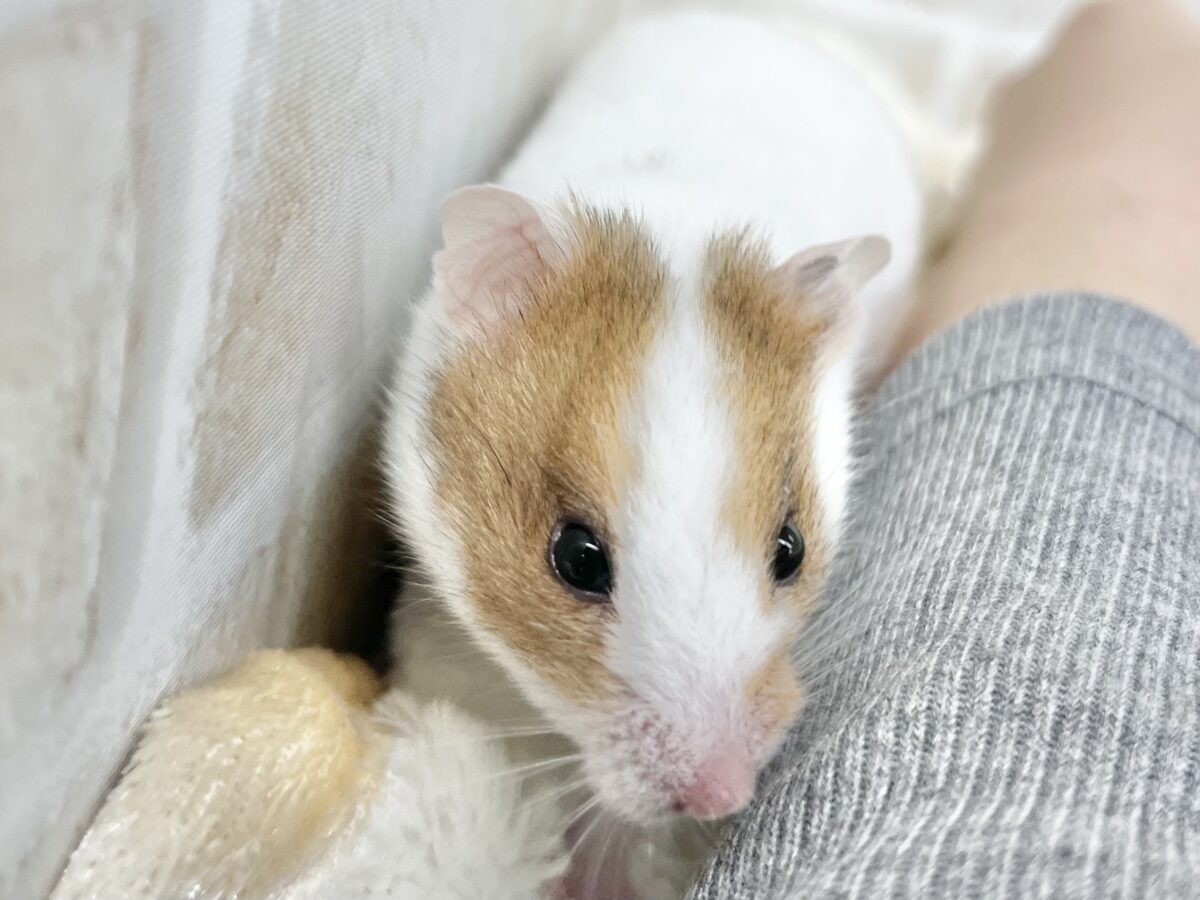 ゴールデンハムスター