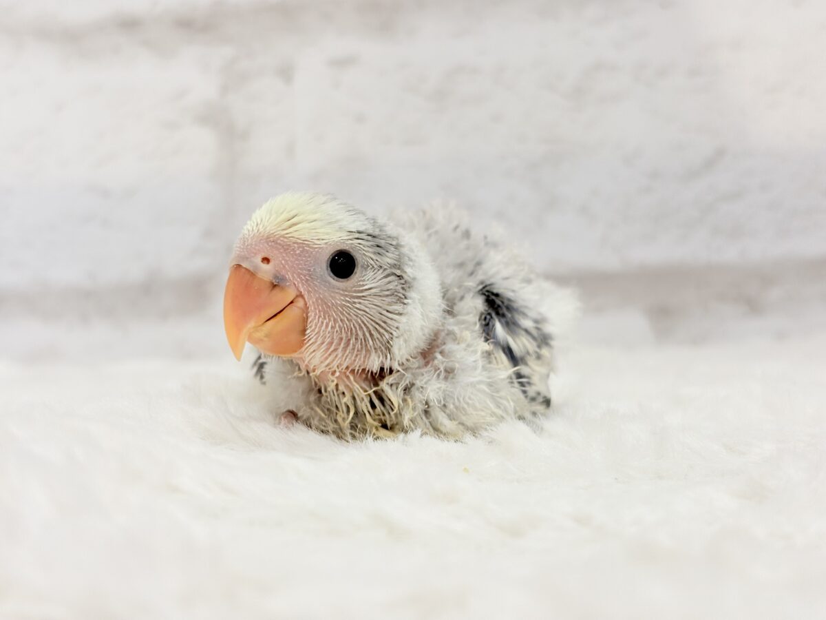 コザクラインコ（小桜インコ）