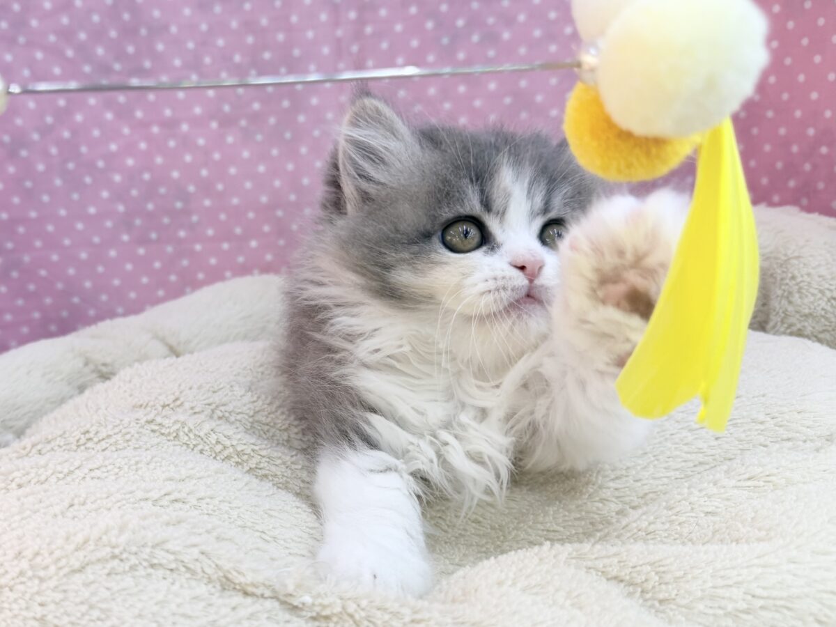まん丸もふもふ癒し顔〜︎🐱💕︎ミヌエットの女の子入荷しました❤️ ミヌエット