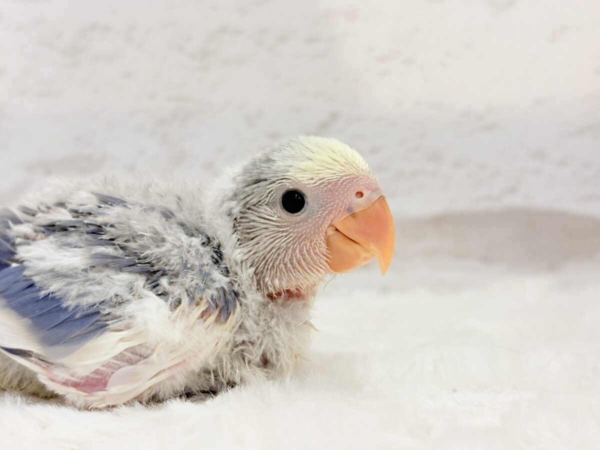 コザクラインコ（小桜インコ）
