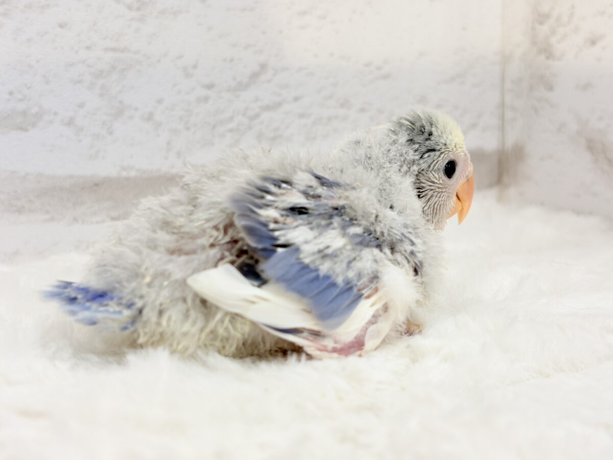 コザクラインコ（小桜インコ）