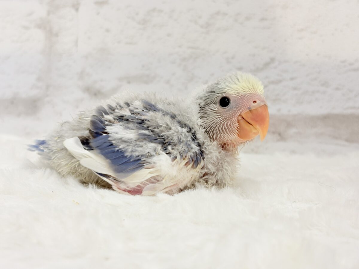 コザクラインコ（小桜インコ）