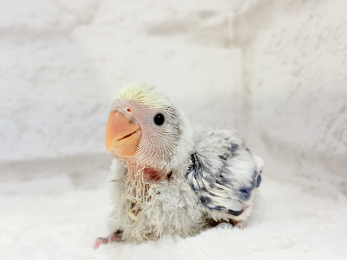 コザクラインコ（小桜インコ）