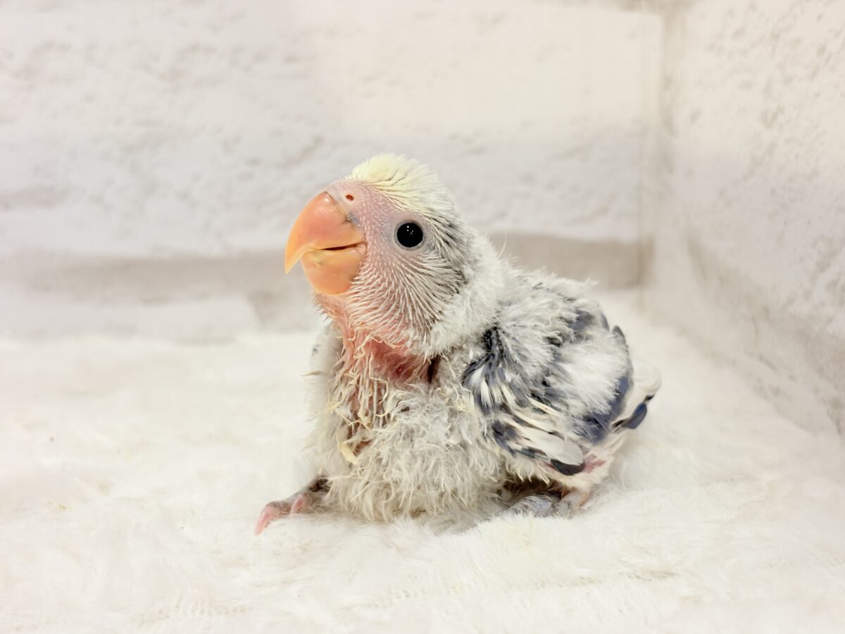 コザクラインコ（小桜インコ）