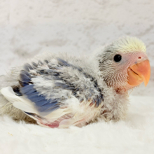 わくわくどきどき‪☆将来が楽しみ✿.*･コザクラインコ(バイオレットパイド) ヒナ