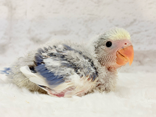 わくわくどきどき‪☆将来が楽しみ✿.*･コザクラインコ(バイオレットパイド) ヒナ