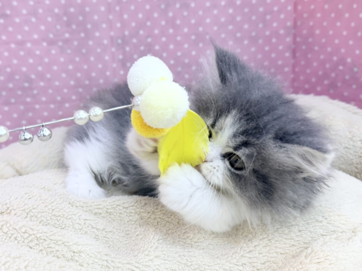 まん丸もふもふ癒し顔〜︎🐱💕︎ミヌエットの女の子入荷しました❤️ ミヌエット