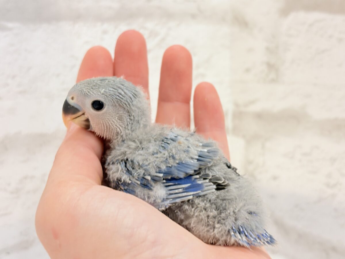 コザクラインコ（小桜インコ）