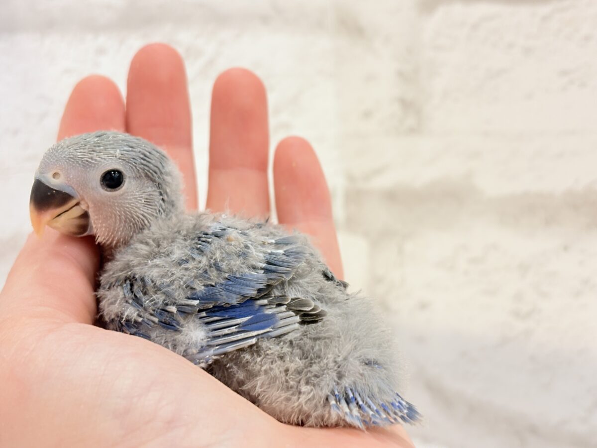 コザクラインコ（小桜インコ）