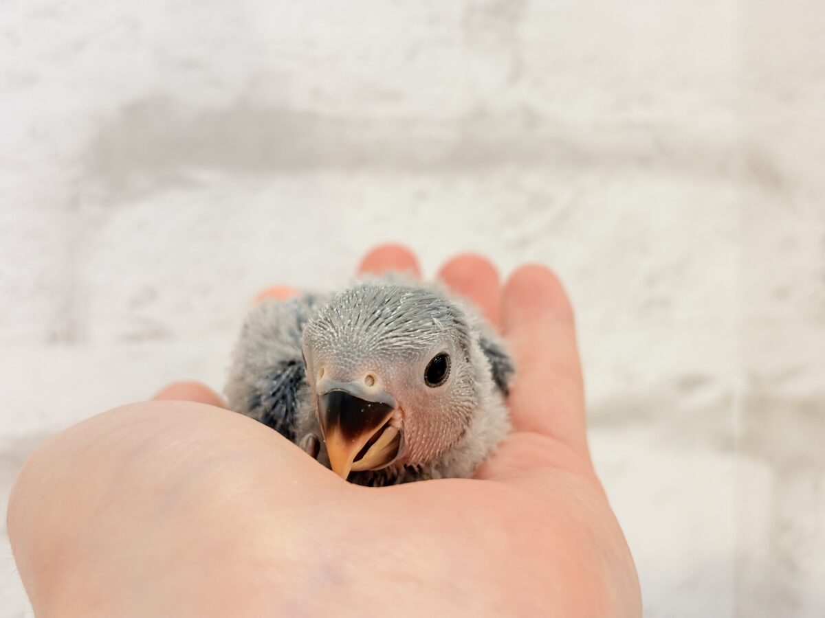 コザクラインコ（小桜インコ）
