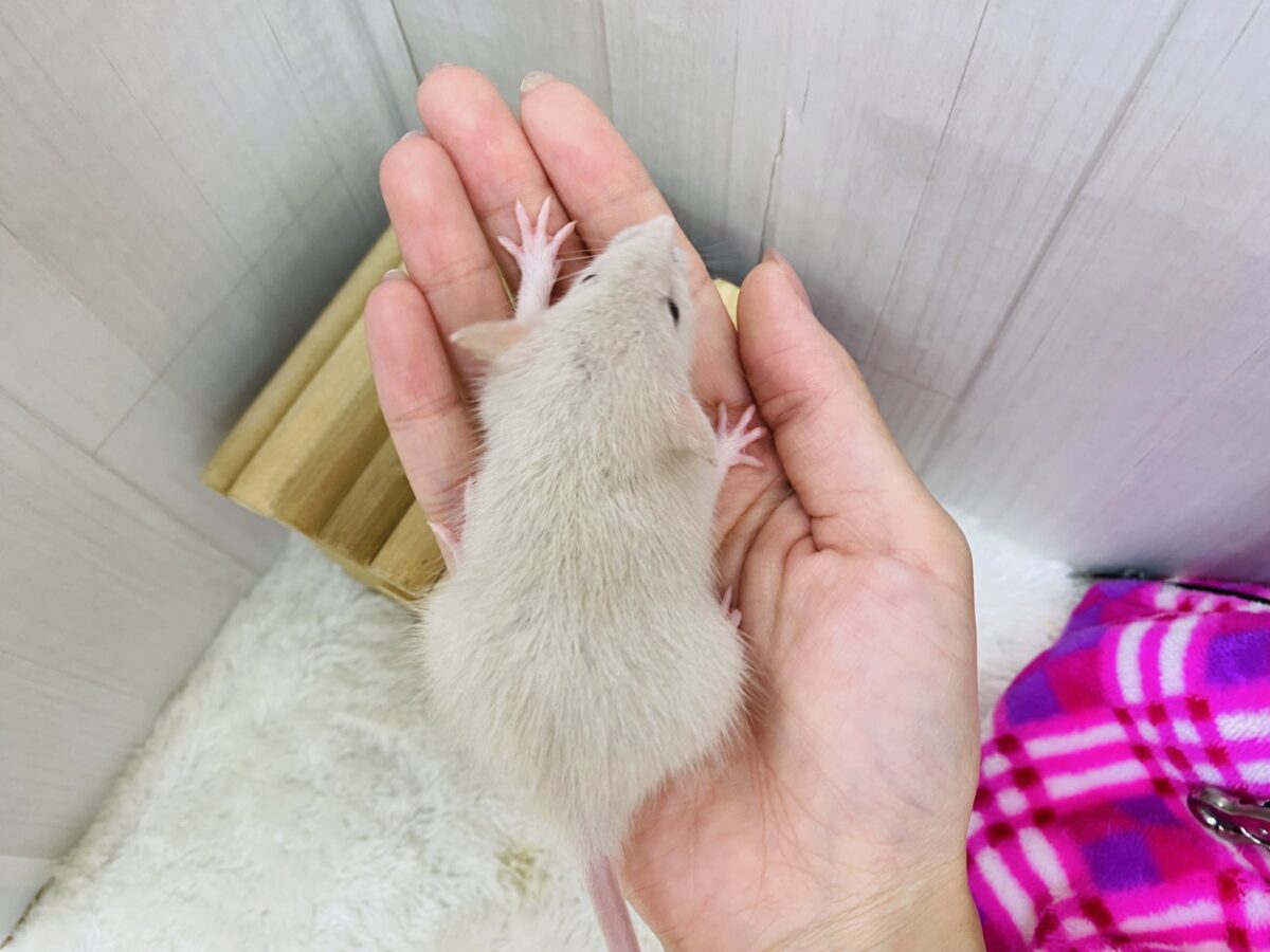 ファンシーラット