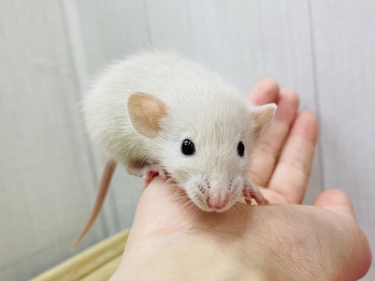説明画像です