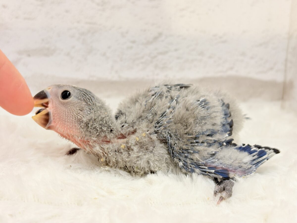 コザクラインコ（小桜インコ）