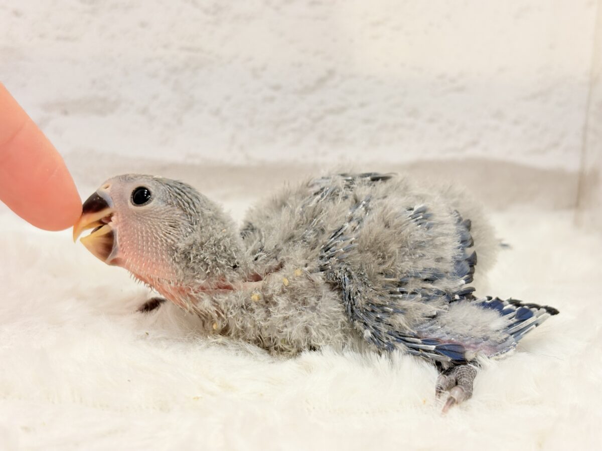 コザクラインコ（小桜インコ）