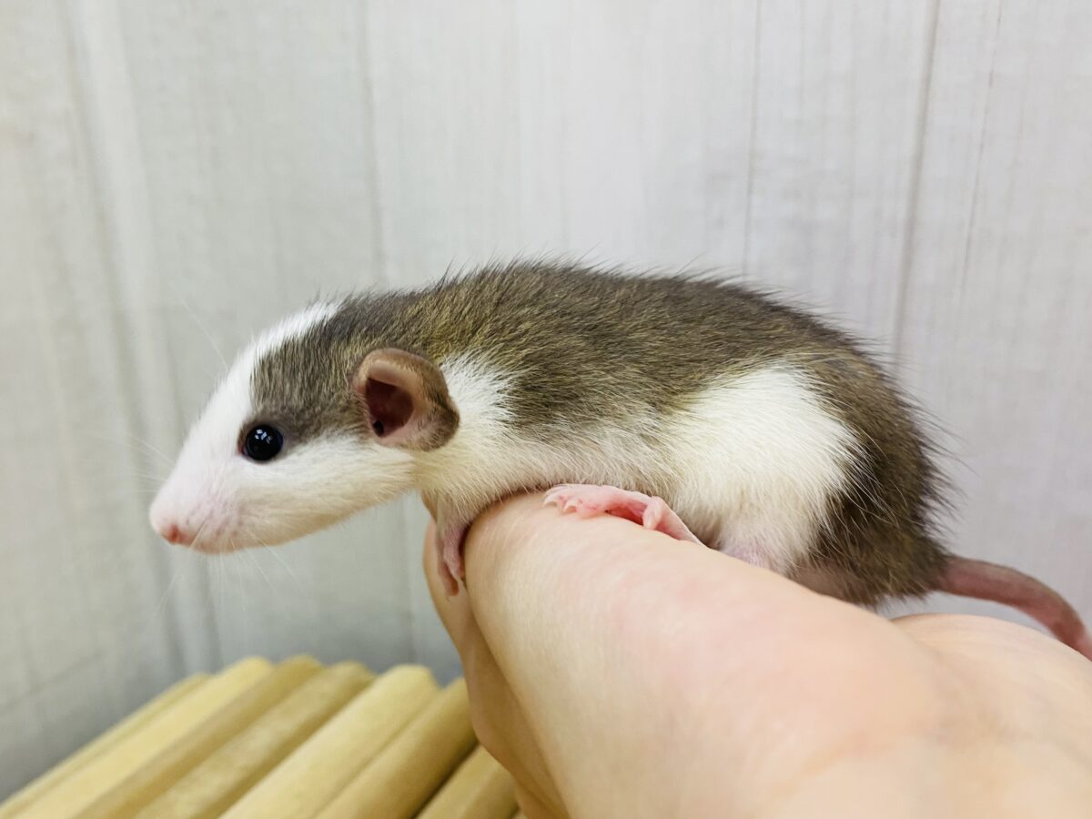 ファンシーラット
