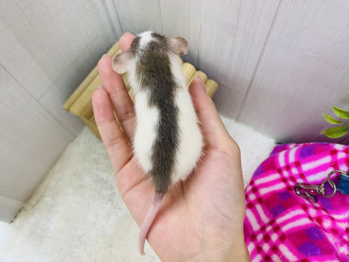 ファンシーラット