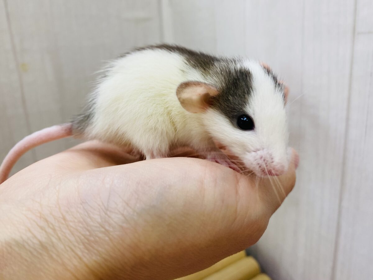 説明画像です