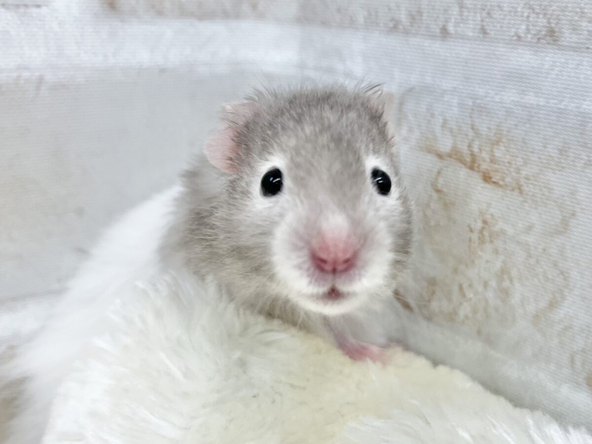 ふわふわ〜☁️😍💓 セーブルハムスター ゴールデンハムスター