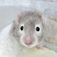 ふわふわ〜☁️😍💓　セーブルハムスター