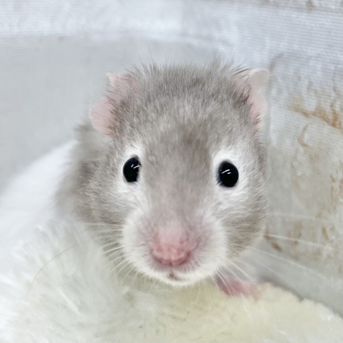 ふわふわ〜☁️😍💓 セーブルハムスター ふわふわ〜☁️😍💓 セーブルハムスター