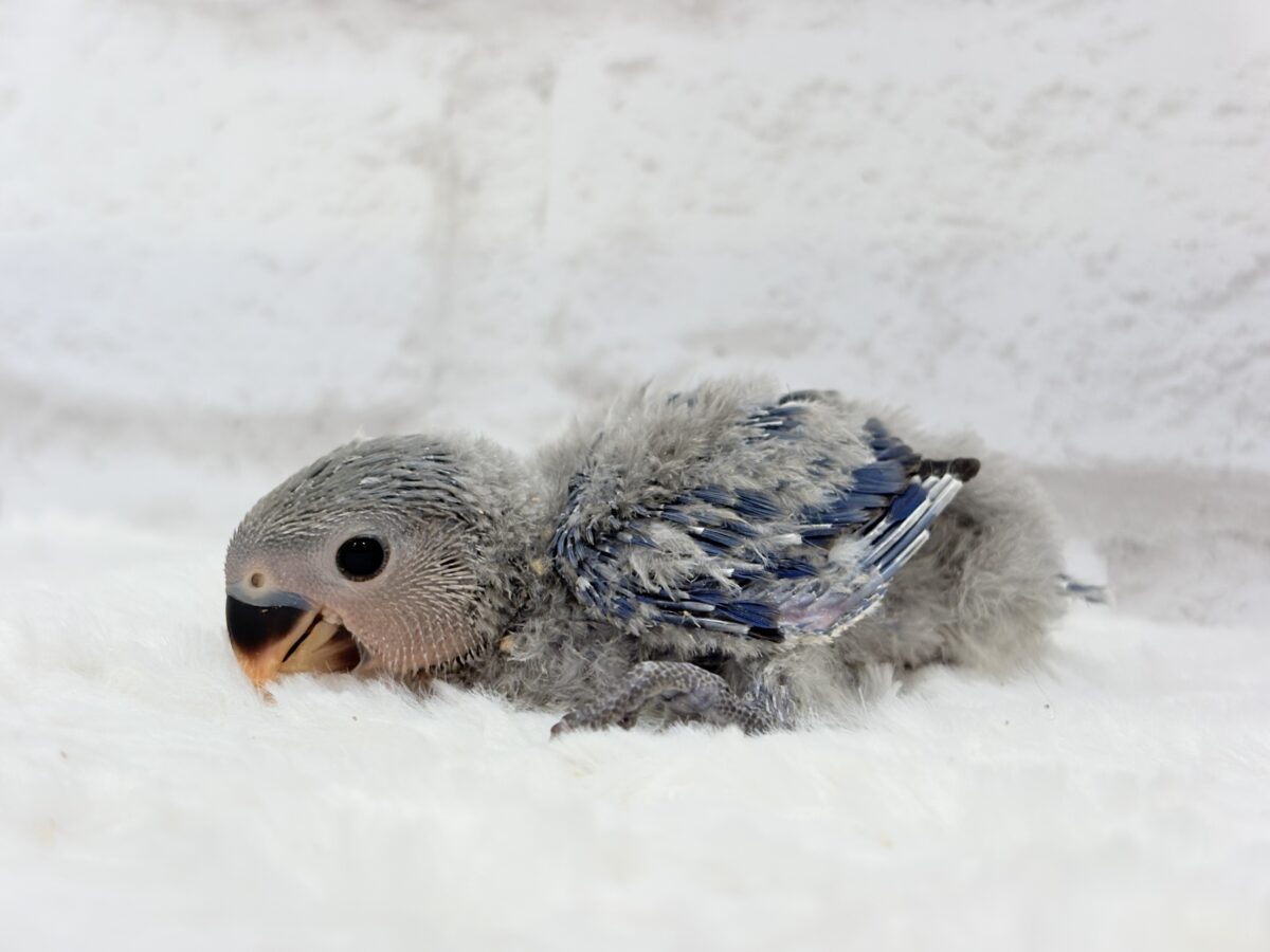 コザクラインコ（小桜インコ）