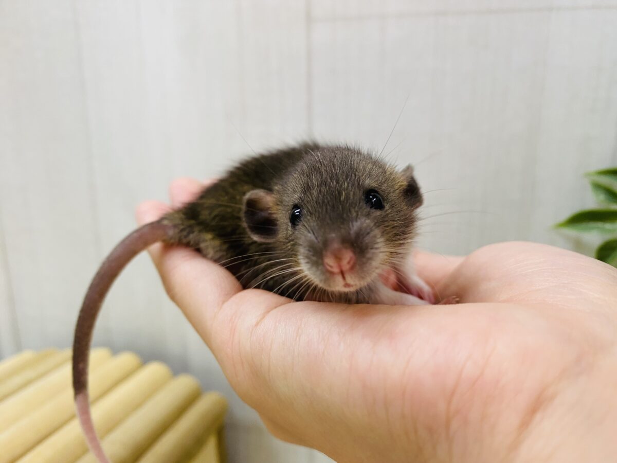 説明画像です