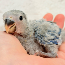 わた毛たっぷりもこもこ天使🐣💜コザクラインコ(バイオレット) ヒナ
