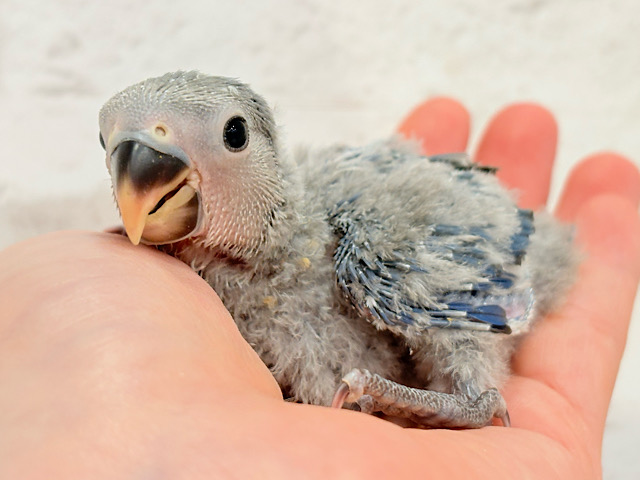 わた毛たっぷりもこもこ天使🐣💜コザクラインコ(バイオレット) ヒナ