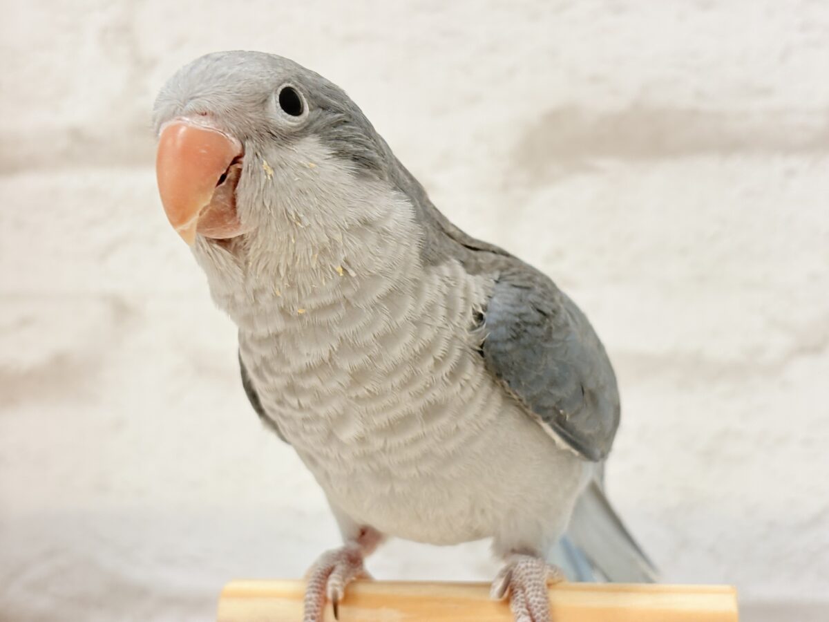 オキナインコ