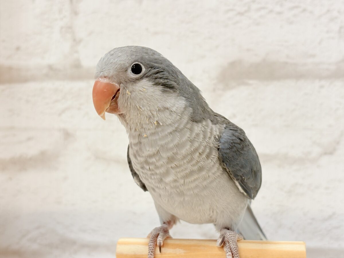 オキナインコ